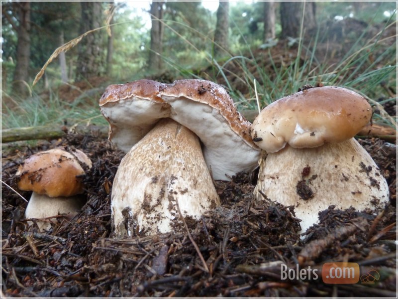 Continua la florada de boletus aereus