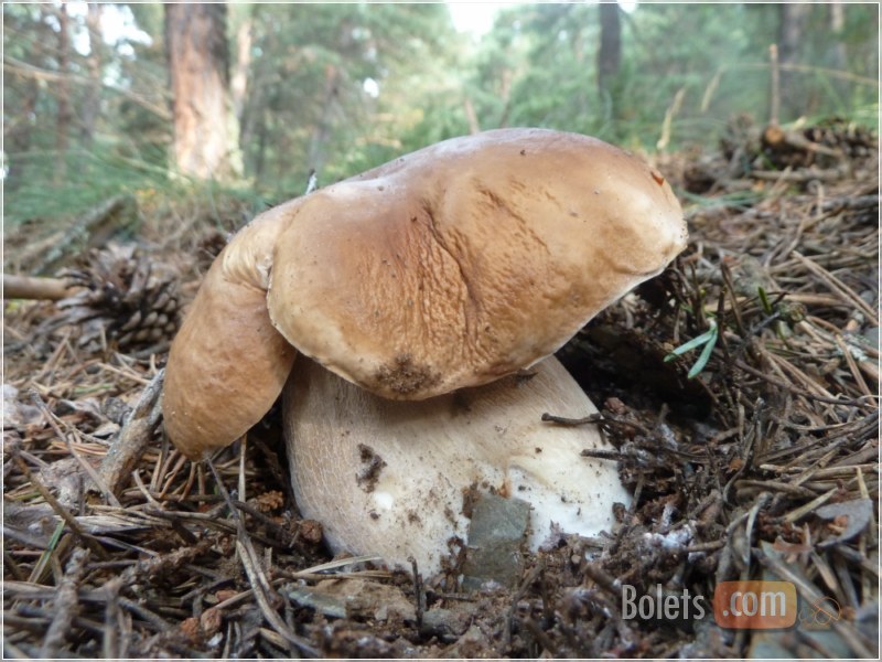 Ceps edulis de tots els tamanys i formes