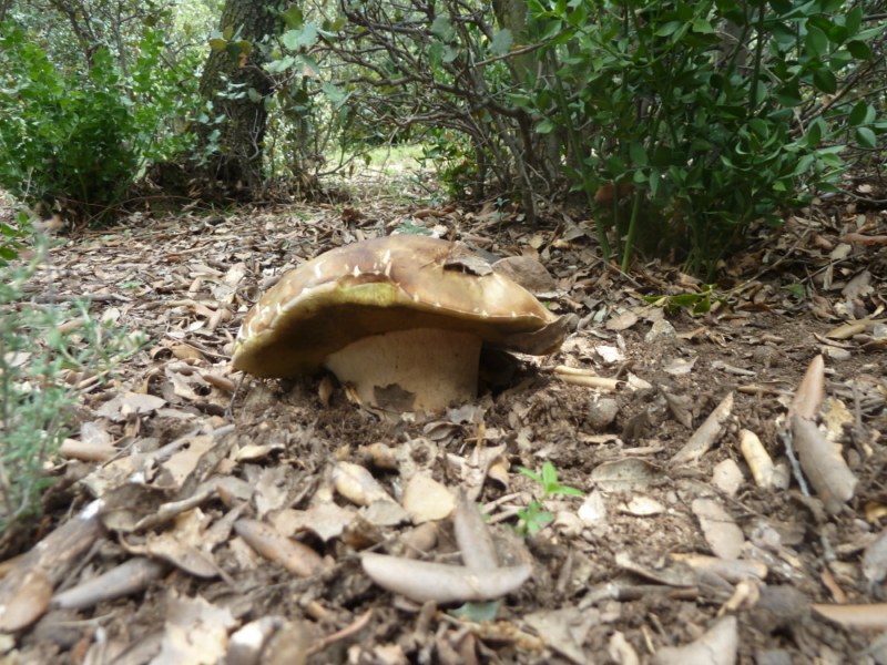 Un cep aereus sa i de bones dimensions al Berguedà