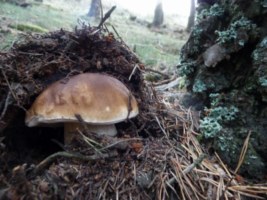 Cep edulis aixecant la púa de pi