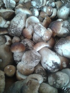 Collita de ceps edulis