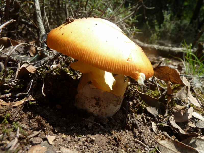 Bonic exemplar d'ou de reig al Berguedà