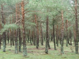 Bosc de pi roig al nord del Berguedà