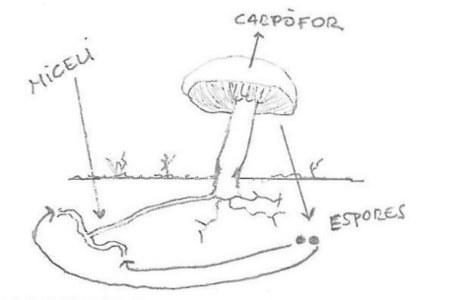 Explicació del procés micologic i la reproducció dels bolets