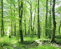 Roureda a la Garrotxa, un bosc singular