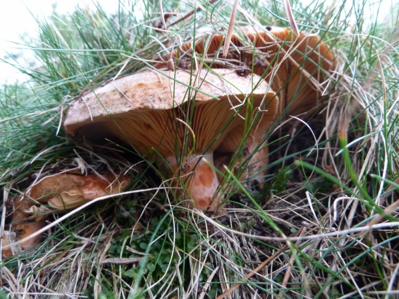 Rovellons a l'herba ben tapats