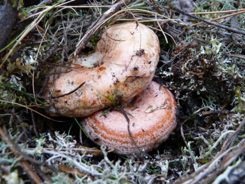 Rovellons a la molsa