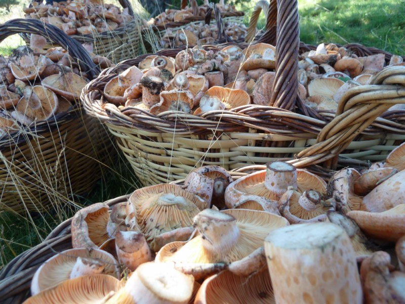 Rovellonada de lactarius deliciosus