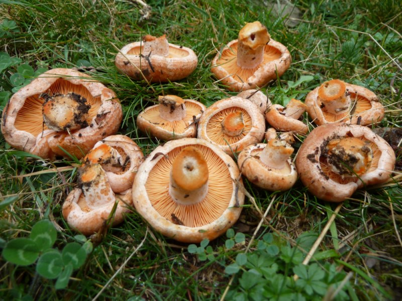 Exemplars joves de lactarius deliciosus a pi