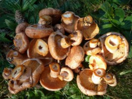 Rovellons botó lactarius deliciosus