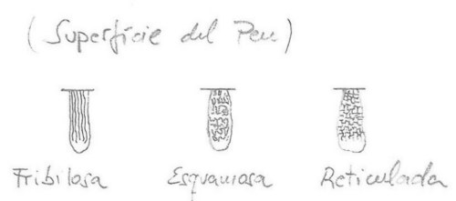 La superfície del peu es definirà en funció de les formes i dibuixos que prenguin els bolets