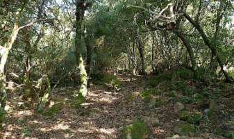 Alzinar volcànic a la comarca del Gironés