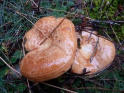 Lactarius deliciosus en creixement