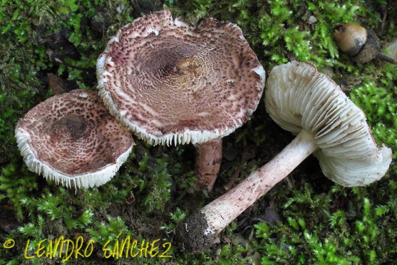 Lepiota Brunneoincarnata