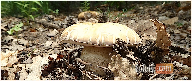 El sureny fos, boletus aereus El sureny fos, boletus aereus