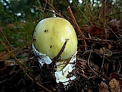 La farinera borda (amanita phalloides)