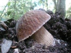 Boletus edulis