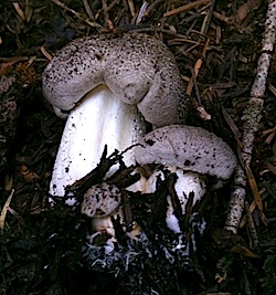 Tricholoma Pardinum