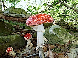 Amanita muscaria