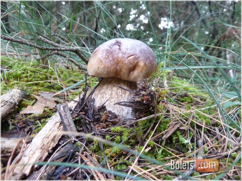 Hi havia bona naixença d'edulis a la zona