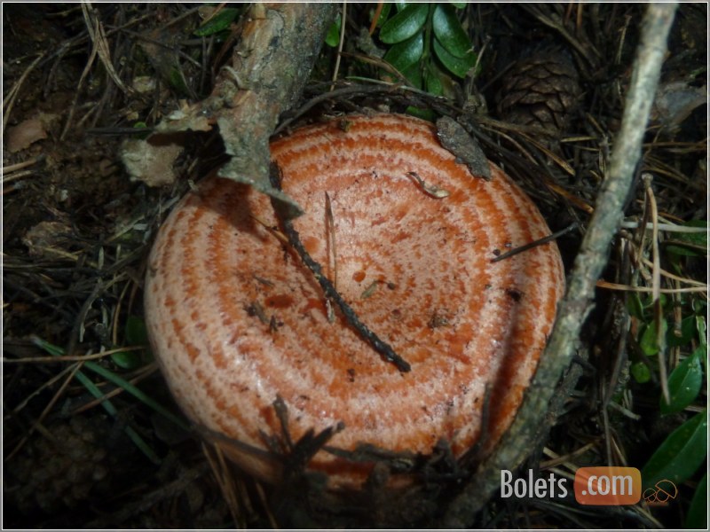 Exemplar jove de rovelló (lactarius deliciosus)