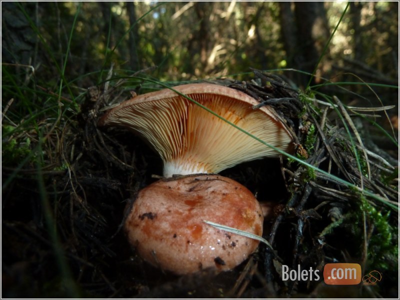 Busquem rovellons enmig de boscos de pi roig