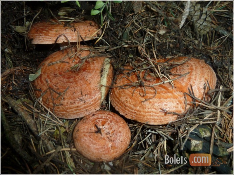 Agrupació de rovellons en bones condicions