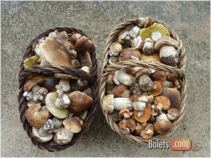 Dues cistelles de boletus edulis i algún rovelló 