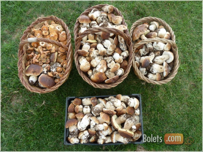 Collita entre tres boletaires de ceps (boletus edulis) i rovellons (lactarius deliciosus)