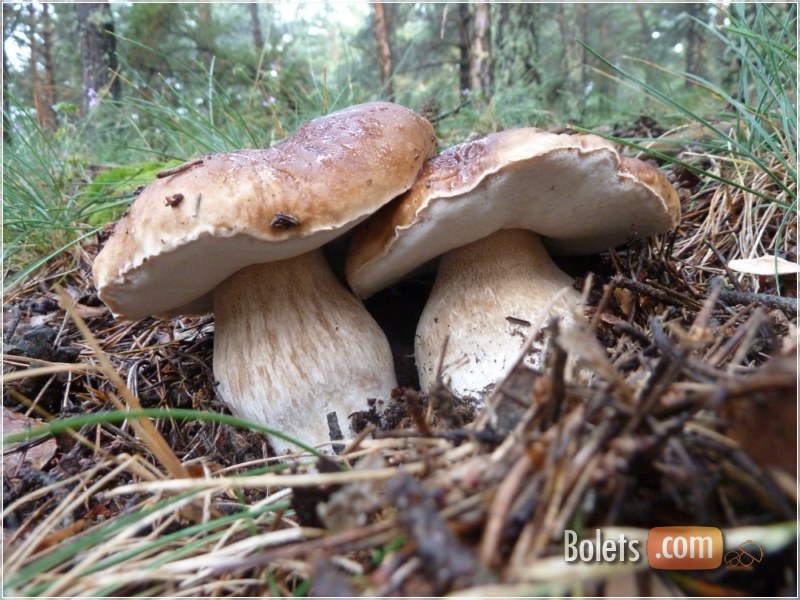 Exemplar de boletus edulis enganxats 