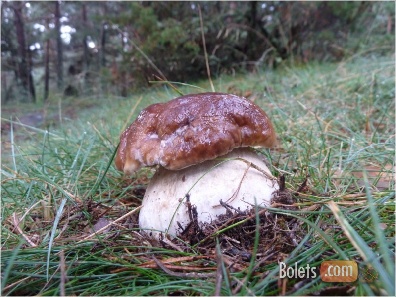 Els exemplars més petits de ceps edulis, continuen florant de la terra