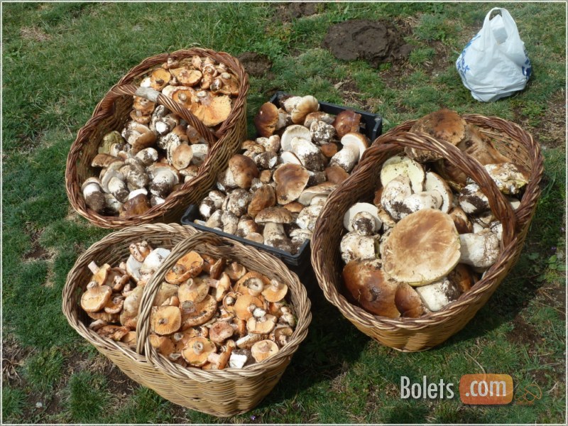 La collita entre tres, de ceps edulis i algún rovelló deliciosus