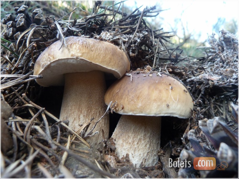 Un parell d'exemplars de ceps en bosc de pi roig