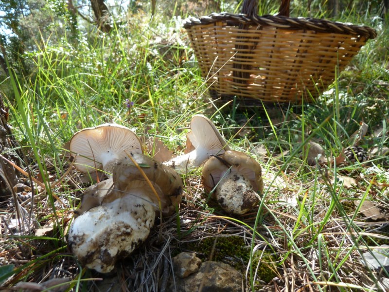 Previsió de bolets Previsió de bolets