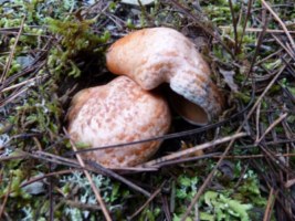 Rovelló de pi (lactarius deliciosus)