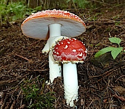 Amanita muscaria