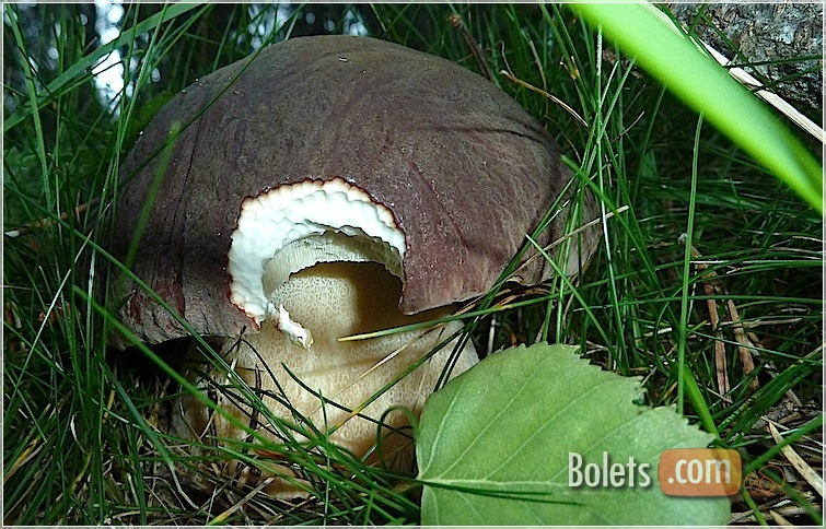 cep pinicola