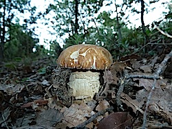 cep aereus