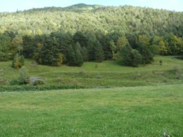 Boscos de pi negre i previsions