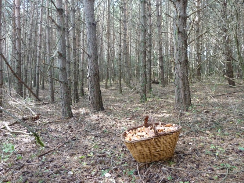 Previsió de bolets