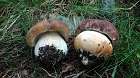 Ceps edulis vs pinícolas Ceps edulis vs pinícolas