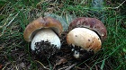 Ceps edulis vs pinícolas