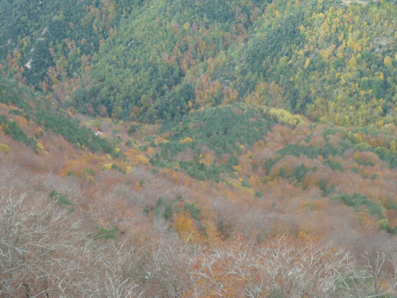 Colors de tardor des del cim del Bassegoda