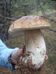 Boletus edulis 