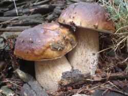 Exemplars boletus edulis