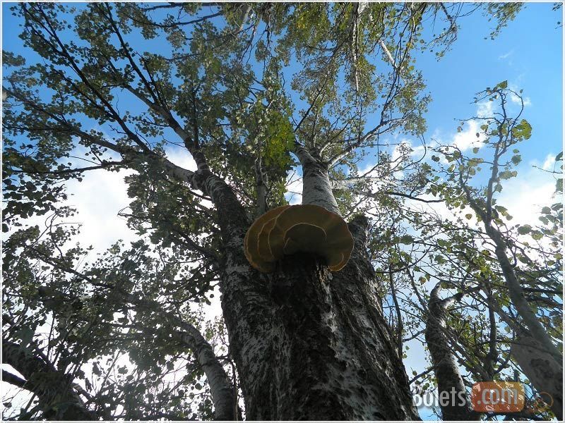 OBNI enfilat a l'arbre