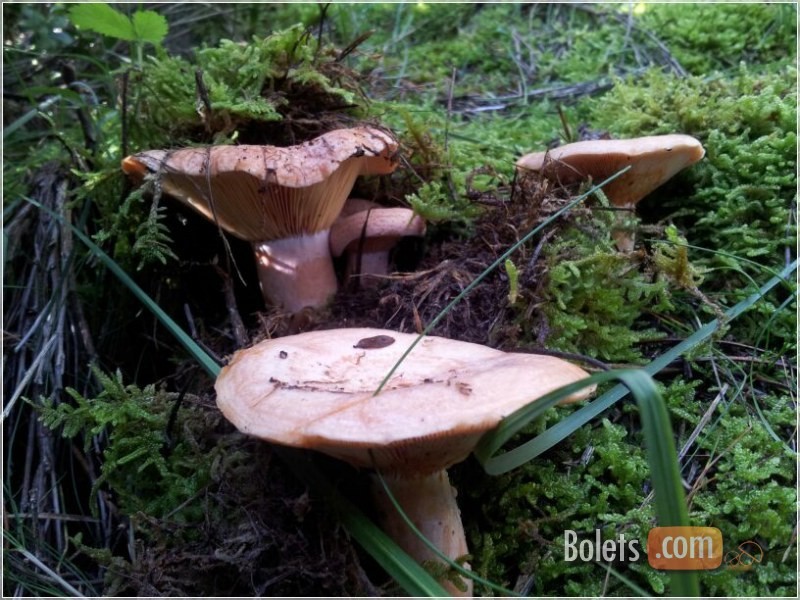 Rovellons a la molsa Rovellons a la molsa