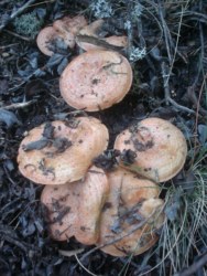 Lactarius deliciosus en creixement massiu