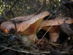 Lactarius deliciosus