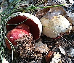 Boletus satanas.